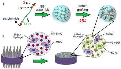 Advancements in Hydrogel-Based Drug Sustained Release Systems for Bone Tissue Engineering